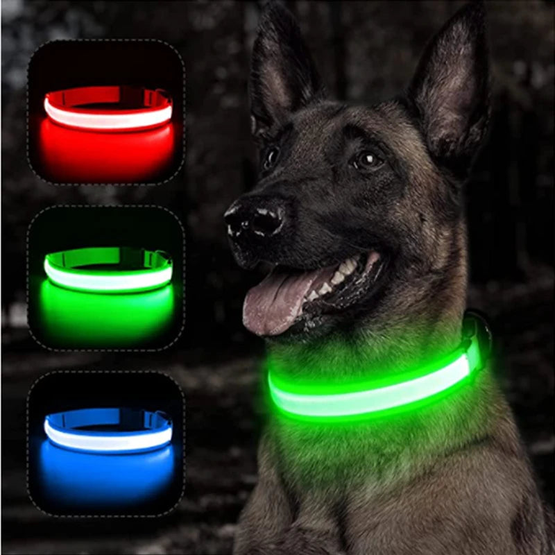 Collier LED pour chien