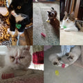 Jouets Ressorts Colorés pour Chat – 4, 8, 16 ou 20 Pièces