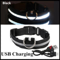 Collier LED pour chien