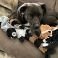 Jouet pour chien sans rembourrage avec couineur et papier froissé